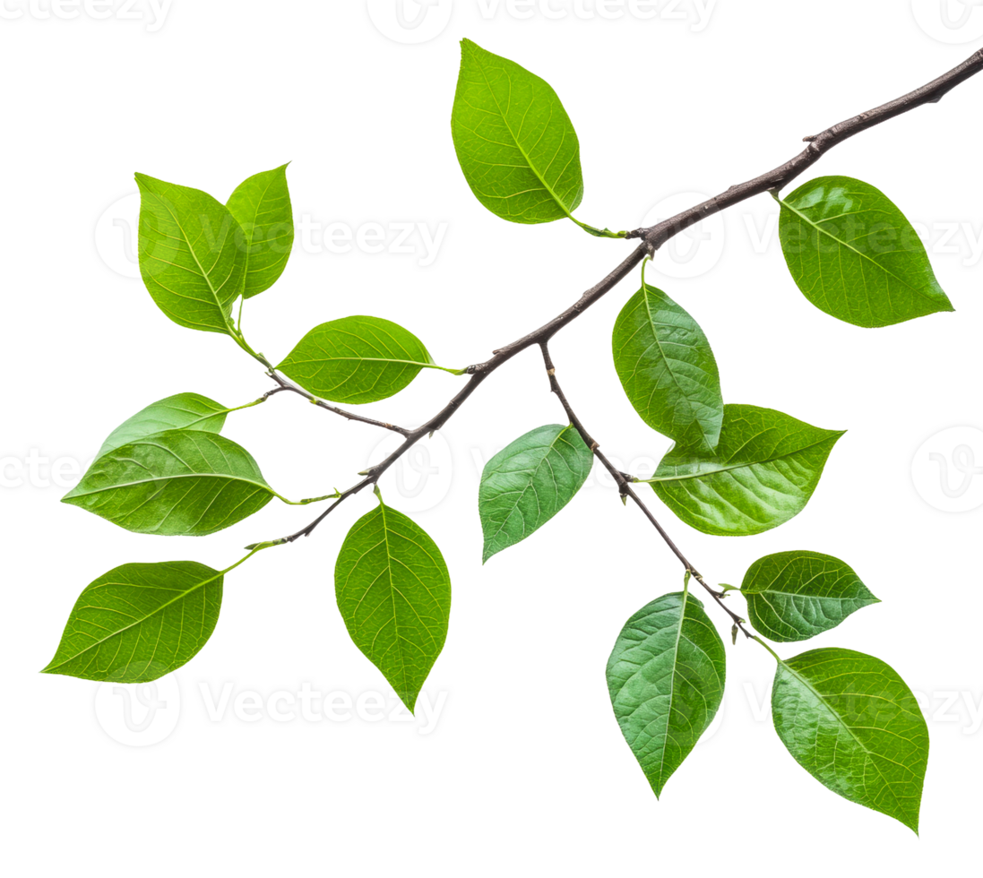 Green leaves on branch, white background, cut out - stock . png