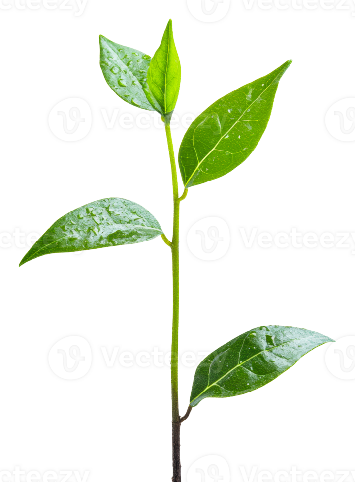 Fresh green leaves with water droplets on a branch, cut out - stock . png