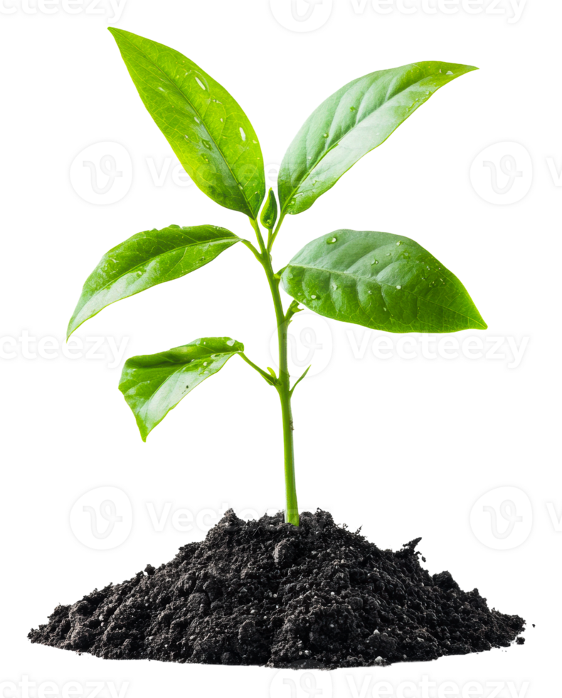 Young green plant growing in rich soil indoors, cut out - stock . png