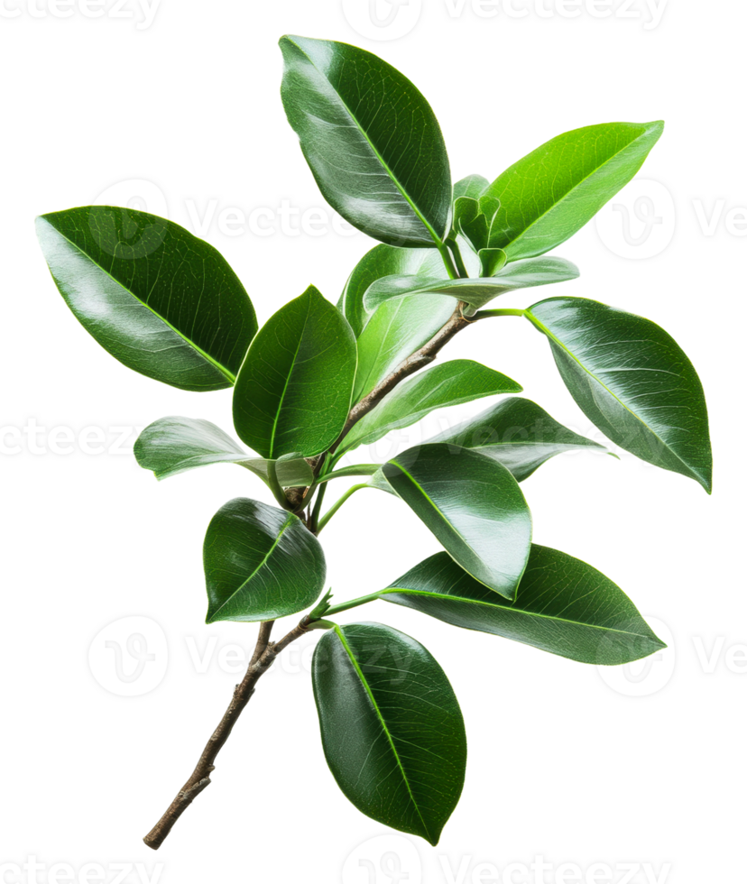 Glossy green leaves on a white branch, cut out - stock . png