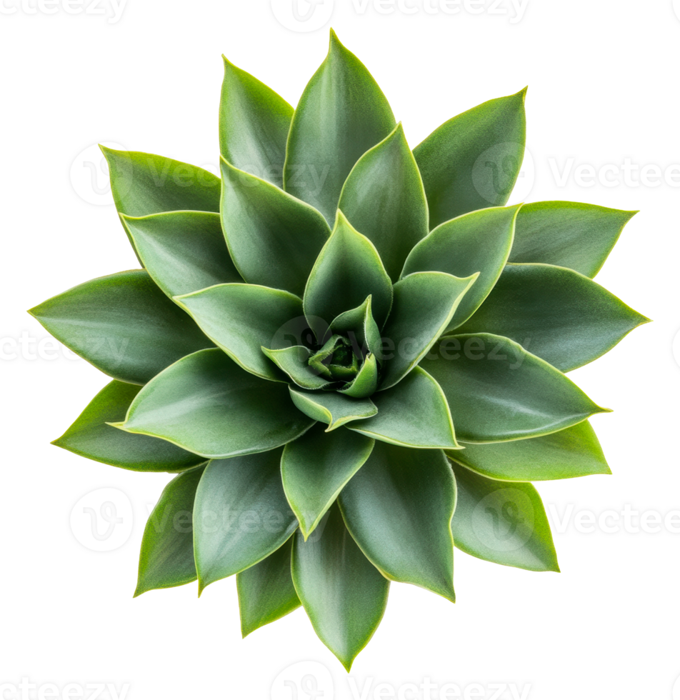 Aloe vera plant with bright green leaves indoors, cut out - stock . png