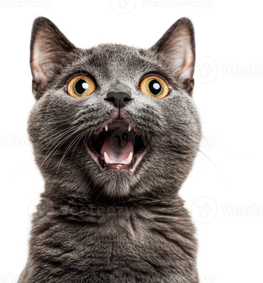 Excited gray cat with wide eyes in bright setting, cut out - stock . png