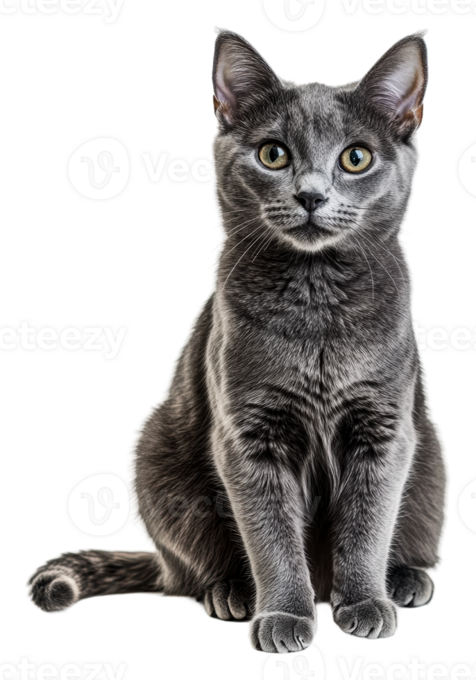 Grey cat sitting calmly with attentive expression, cut out - stock . png