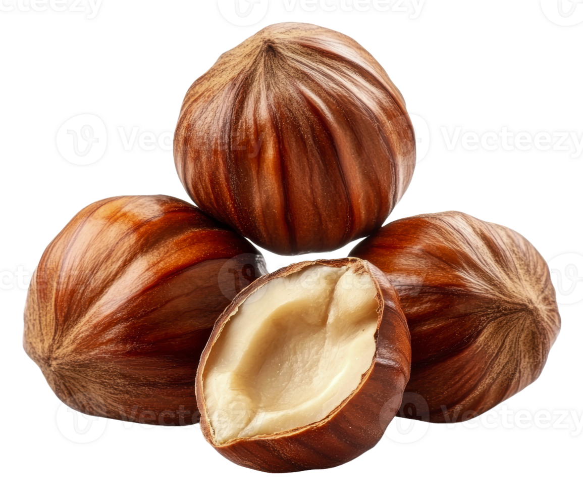 Fresh hazelnuts displayed with one cut open, cut out - stock . png