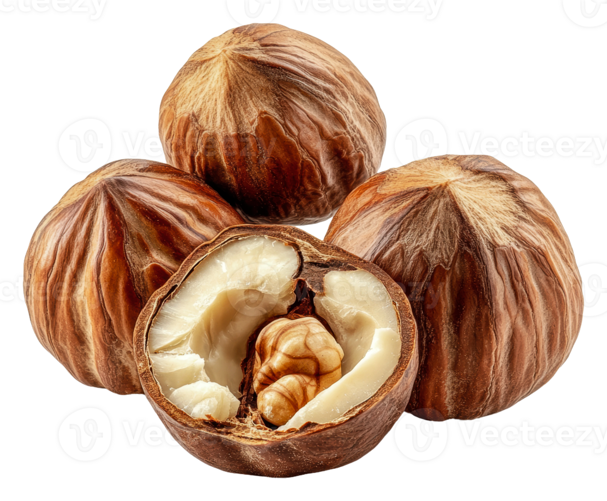 Fresh hazelnuts, one shell opened, cut out - stock . png