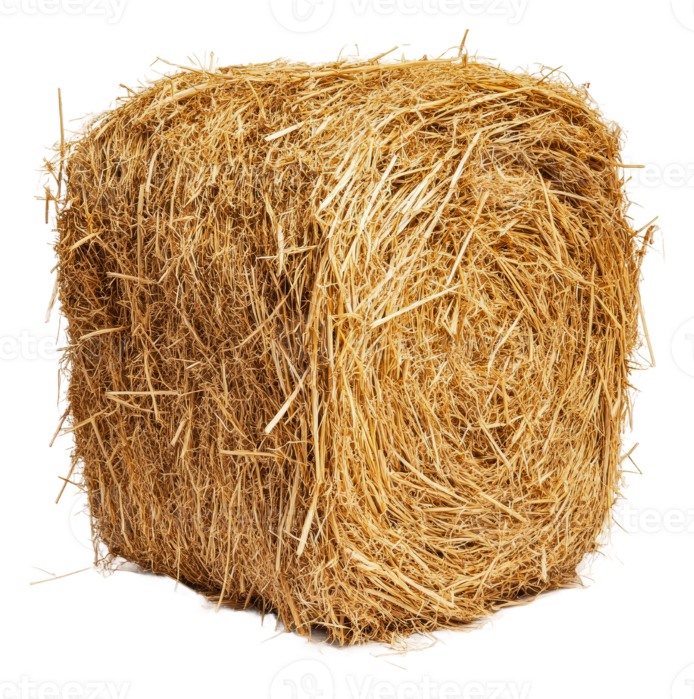 Natural hay bale in a sunny rural field setting, cut out - stock . png