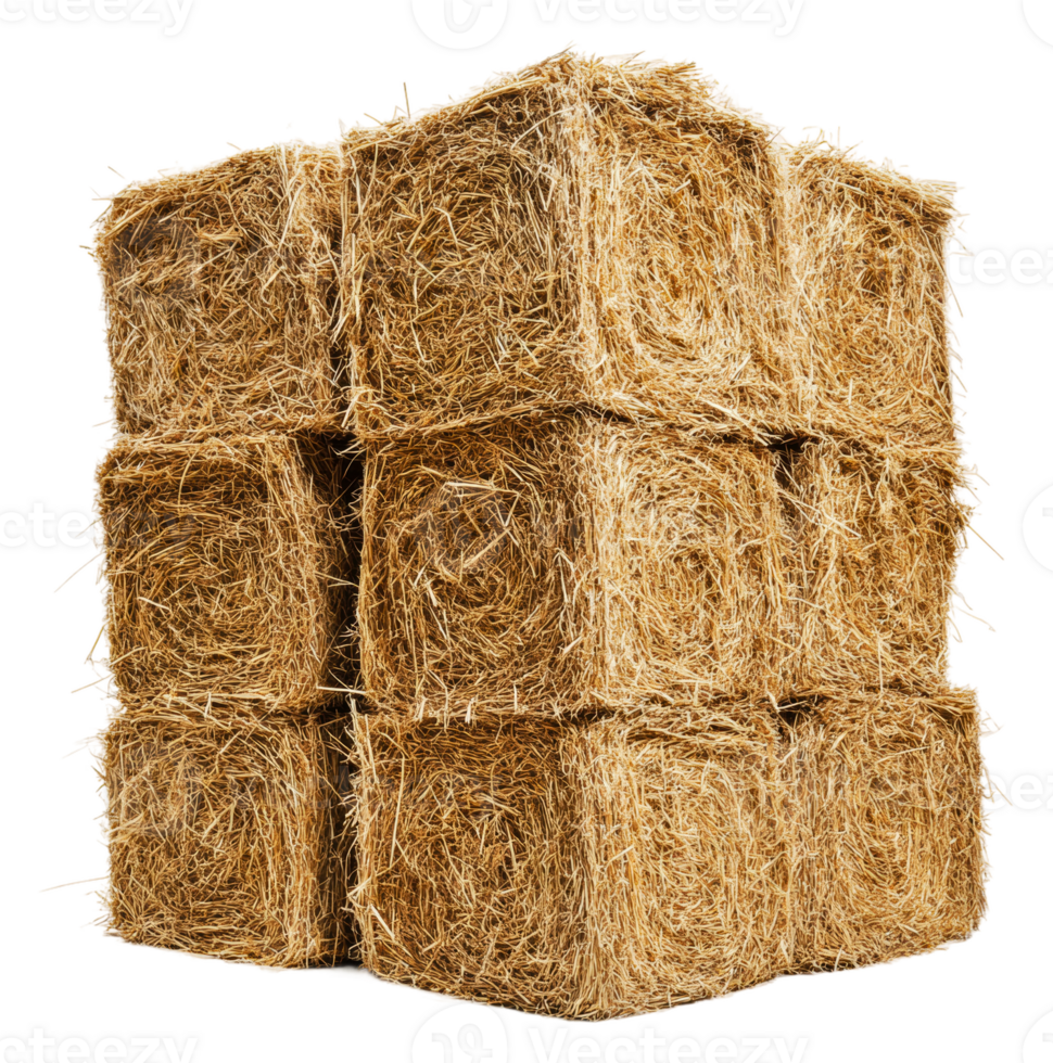 Stacked hay bales in rural farm setting at daytime, cut out - stock . png