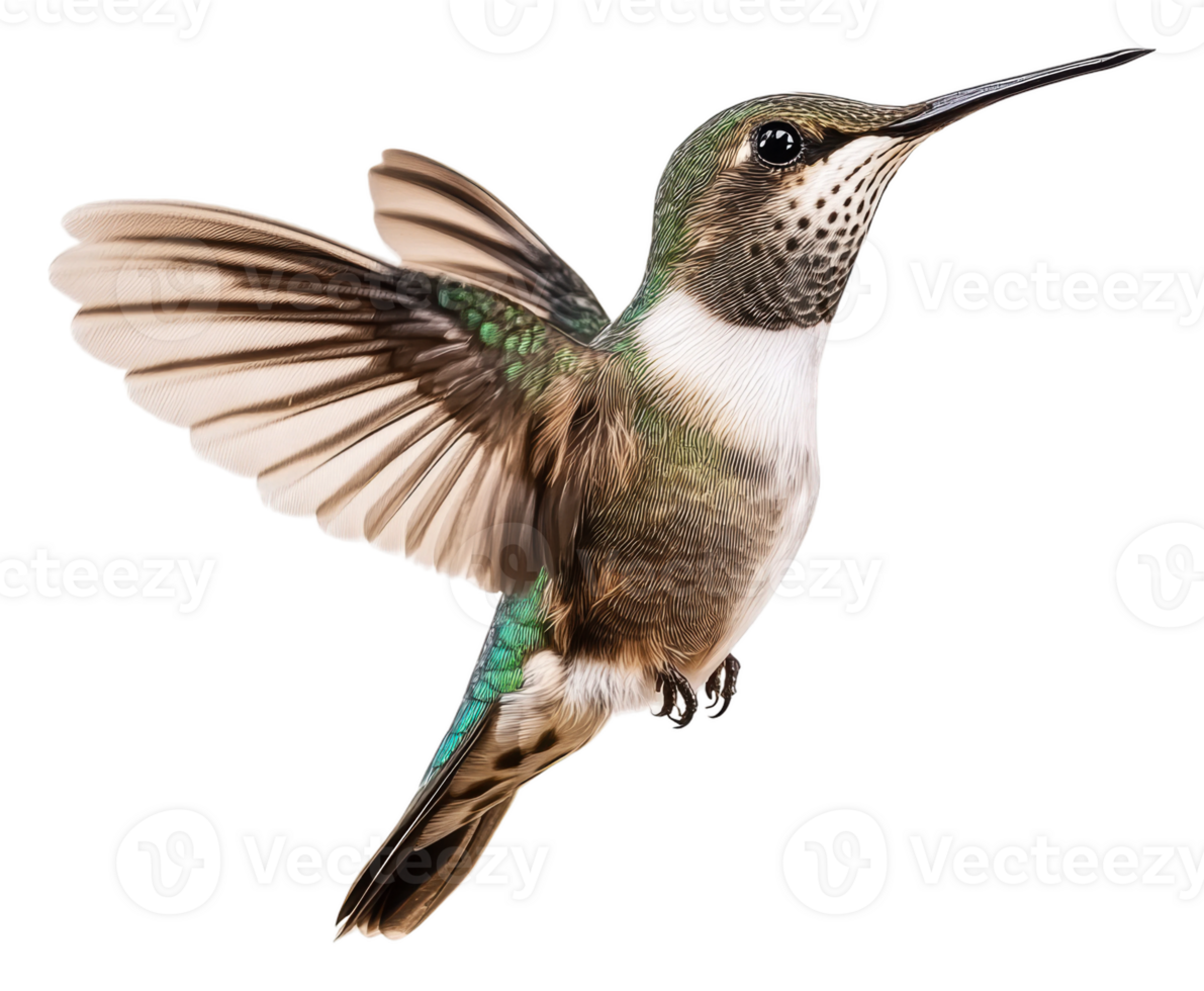Hummingbird near spring flowers, cut out - stock . png