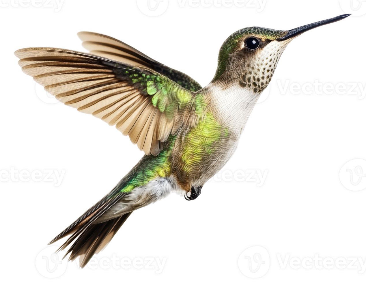 Vibrant hummingbird in flight, cut out - stock . png