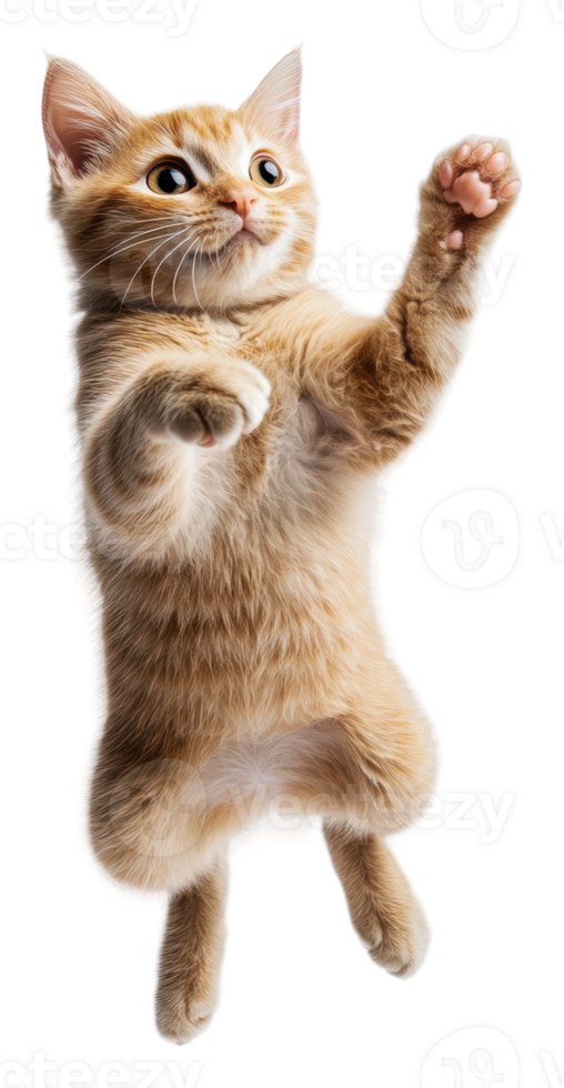 Playful orange tabby cat jumping, cut out - stock . png