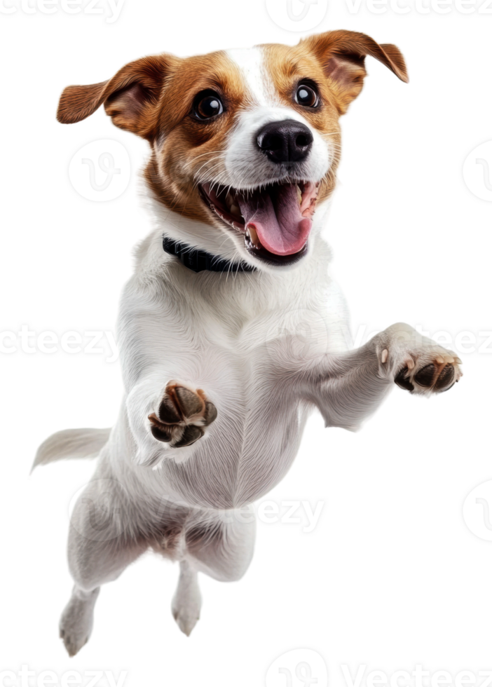 Joyful dog jumping on white background, cut out - stock . png