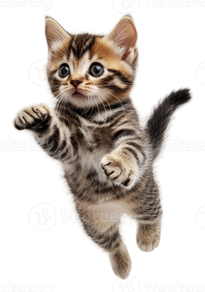 A playful kitten jumping with excitement indoors, cut out - stock . png