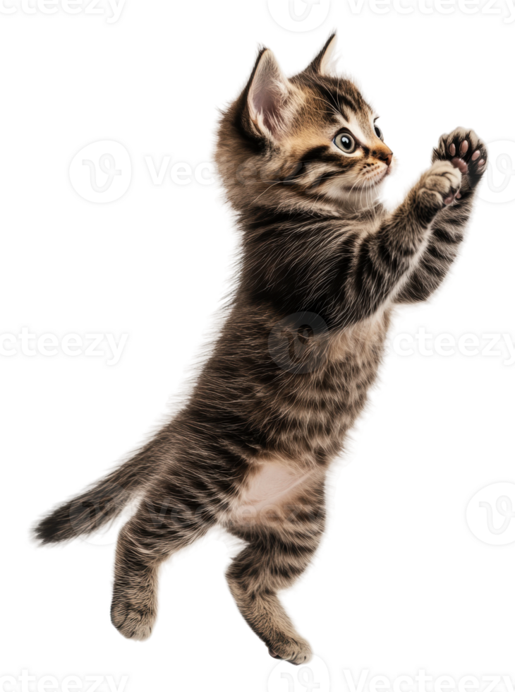 Playful tabby kitten jumping in the air, cut out - stock . png