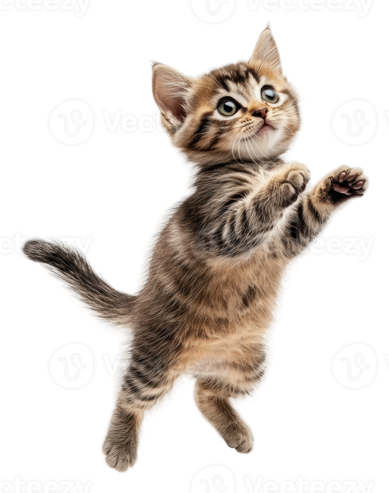 Playful kitten exploring a bright space, cut out - stock . png