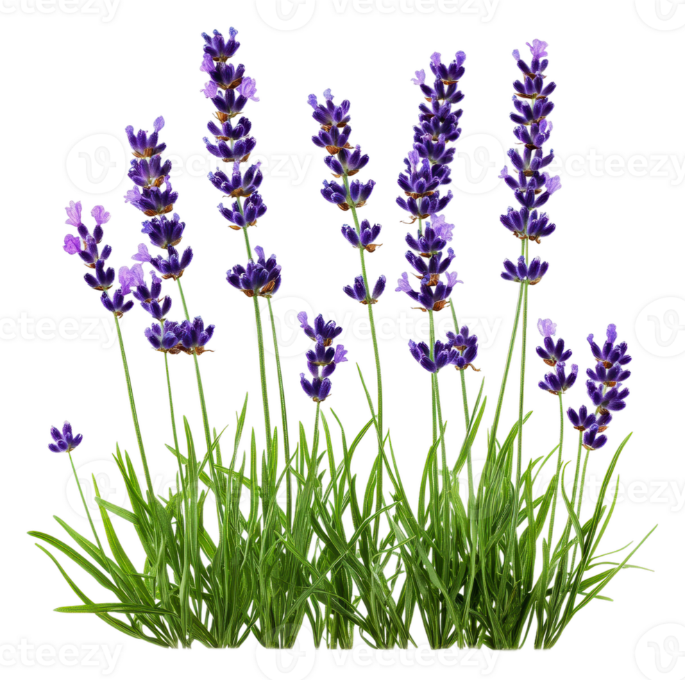 Sunny garden with blooming lavender, cut out - stock . png