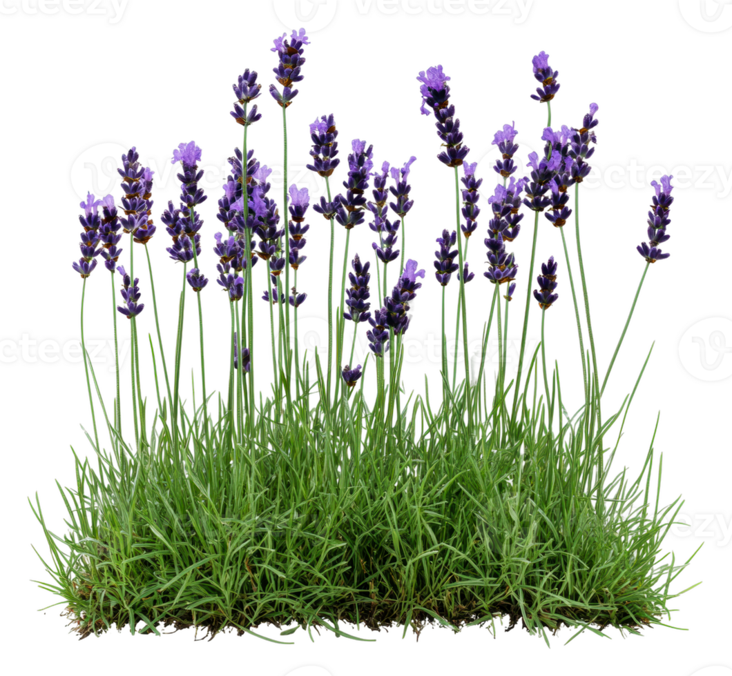 Lavender flowers blooming in a sunny garden patch, cut out - stock . png