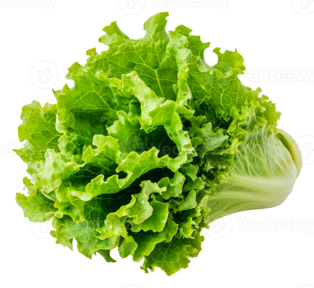 Fresh green lettuce head on a white background, cut out - stock . png