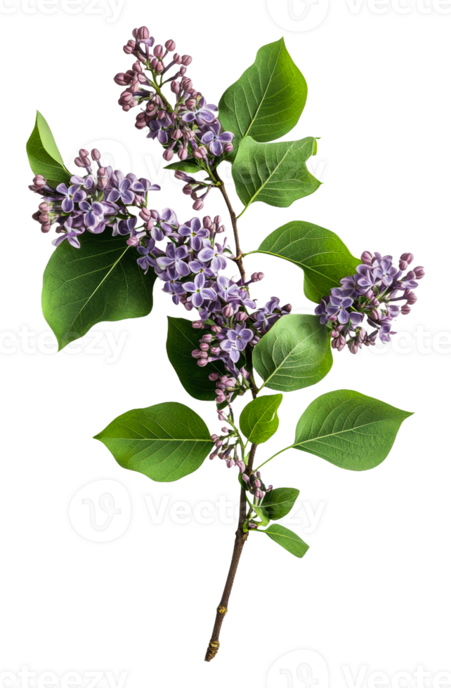 Lilac branch with purple flowers and green leaves, cut out - stock . png