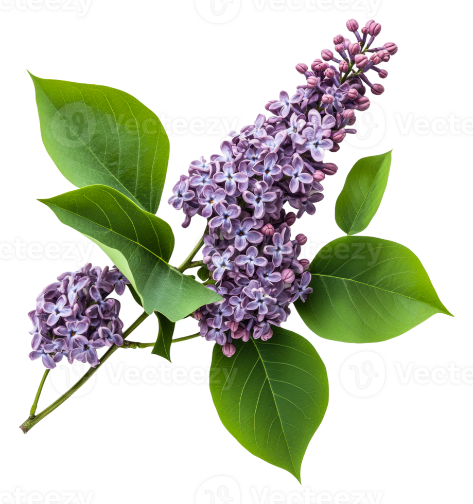 Lilac flowers with green leaves in natural setting, cut out - stock . png