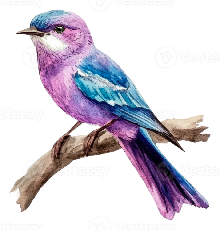 Colorful bird perched on a branch in nature, cut out - stock . png
