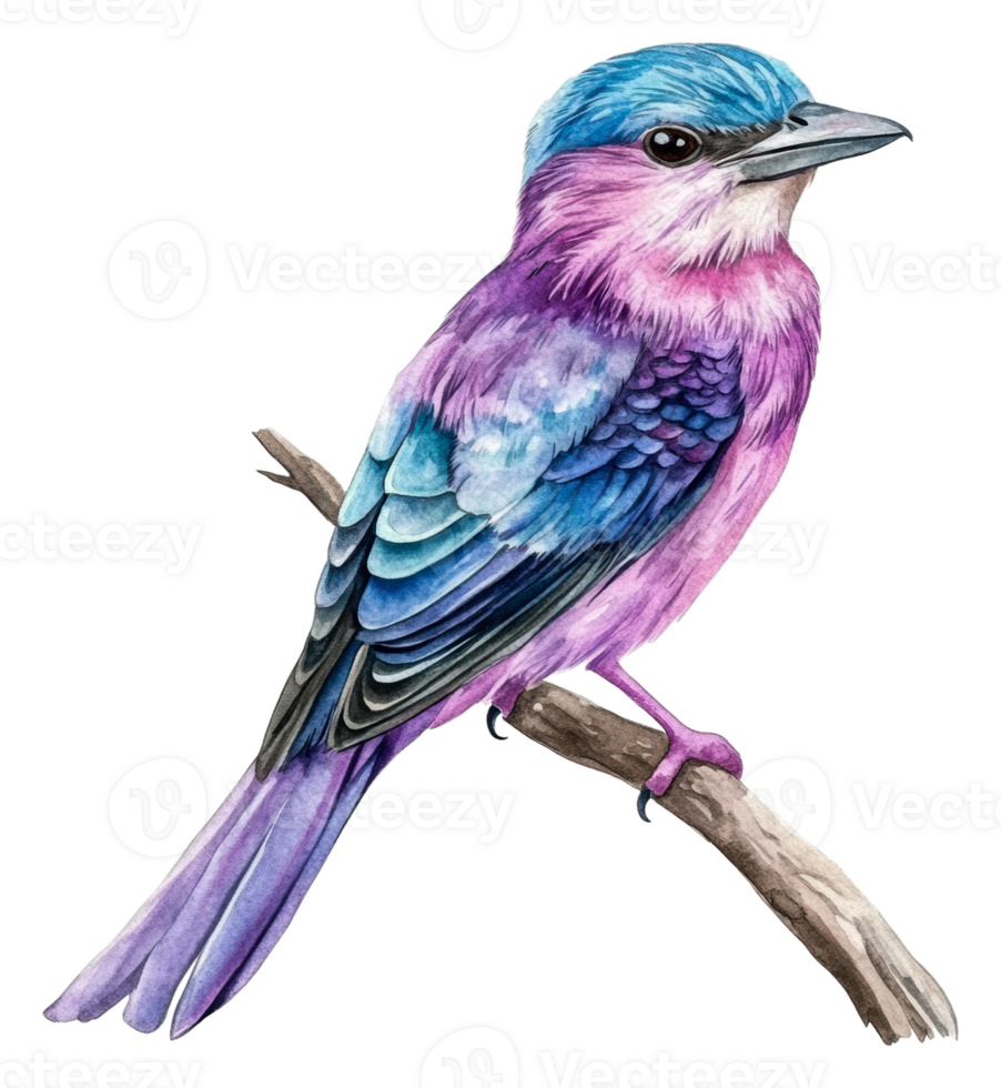 Colorful bird on a branch in nature, cut out - stock . png