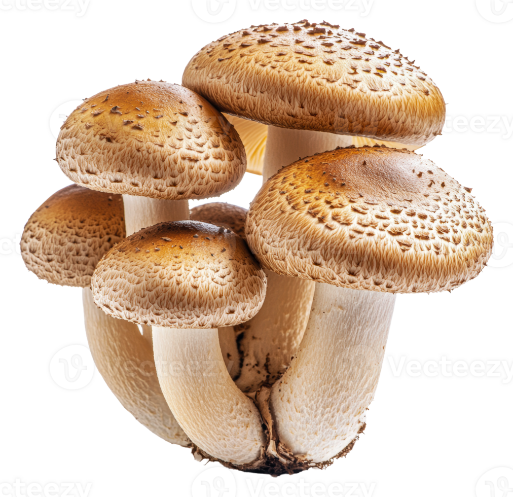 A group of mushrooms on a black background png