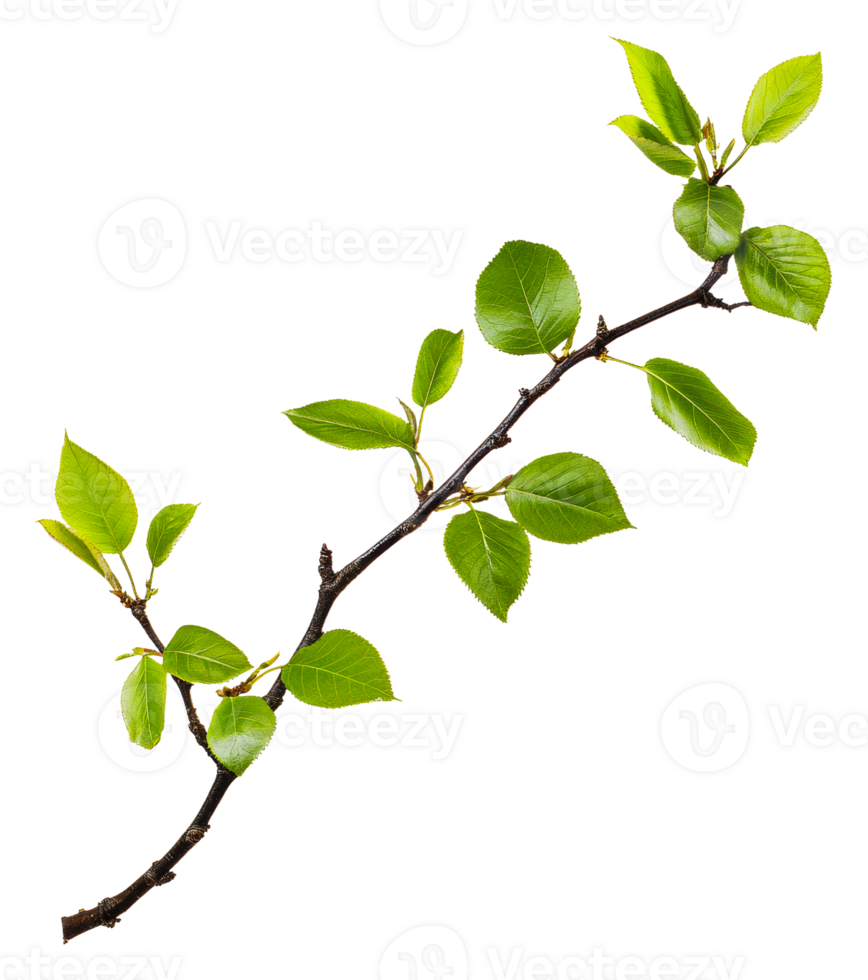 Fresh green leaves on a spring branch, cut out - stock . png