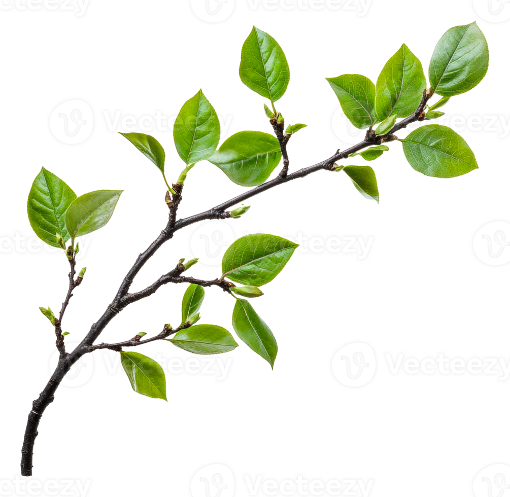 A young branch with fresh green leaves in spring, cut out - stock . png