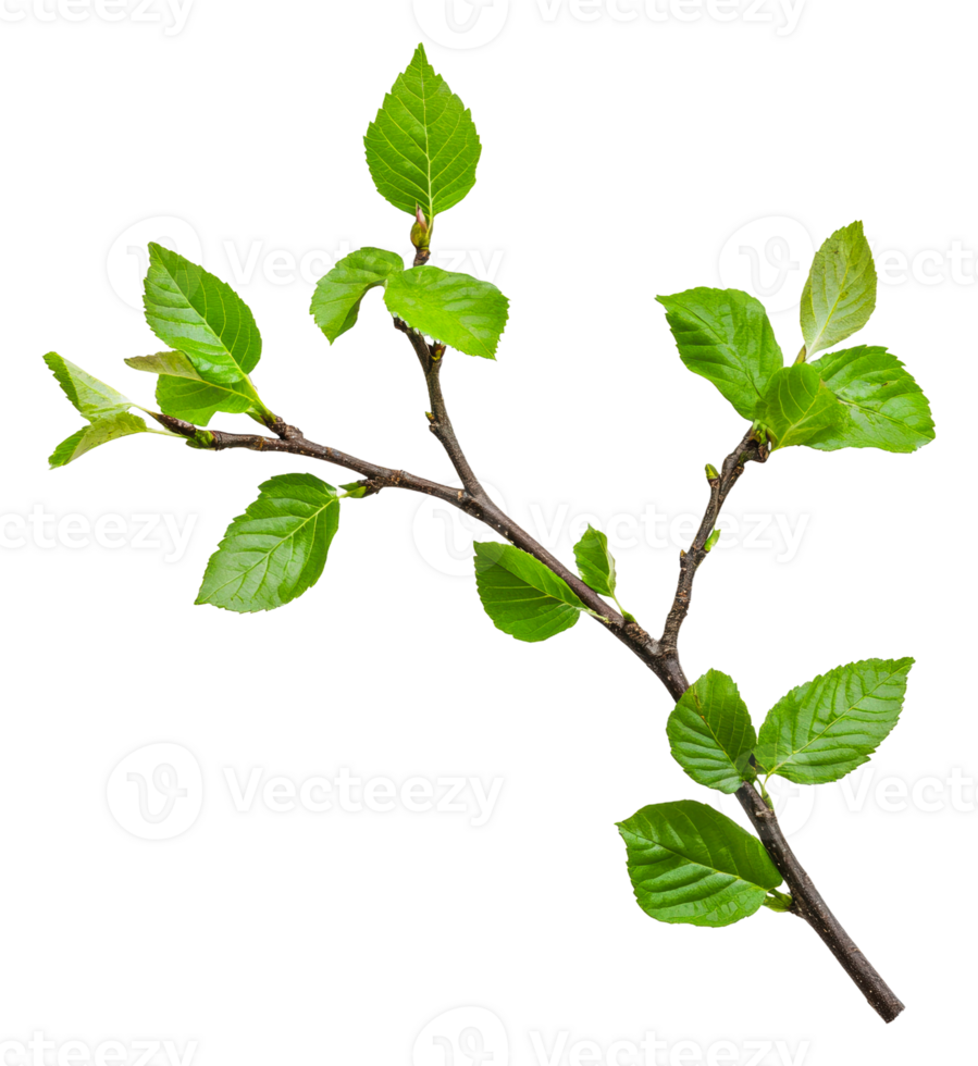New green leaves on a spring branch, cut out - stock . png