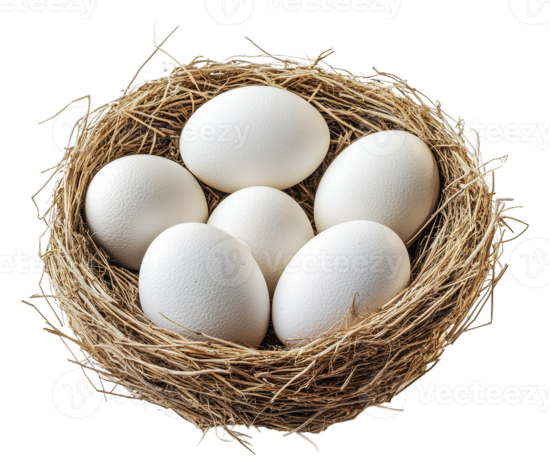 Fresh white eggs nestled in a natural grass nest, cut out - stock . png