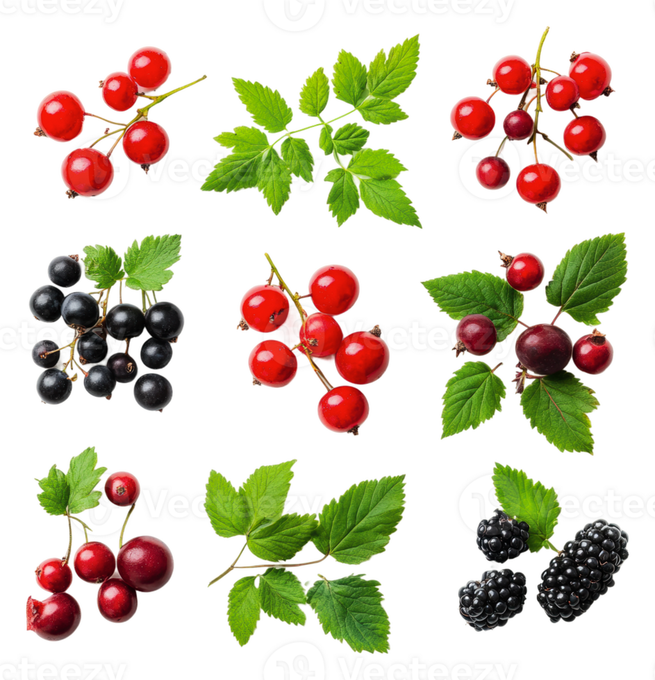 Fresh berries and greens on display, cut out - stock . png