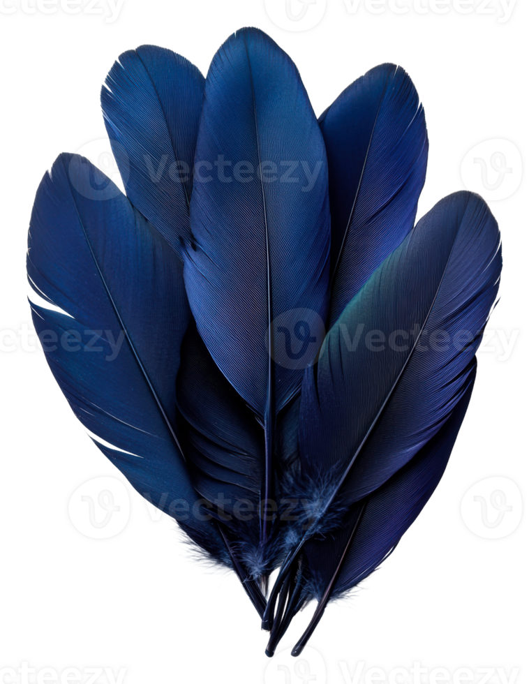 Elegant blue feathers on a surface, cut out - stock . png