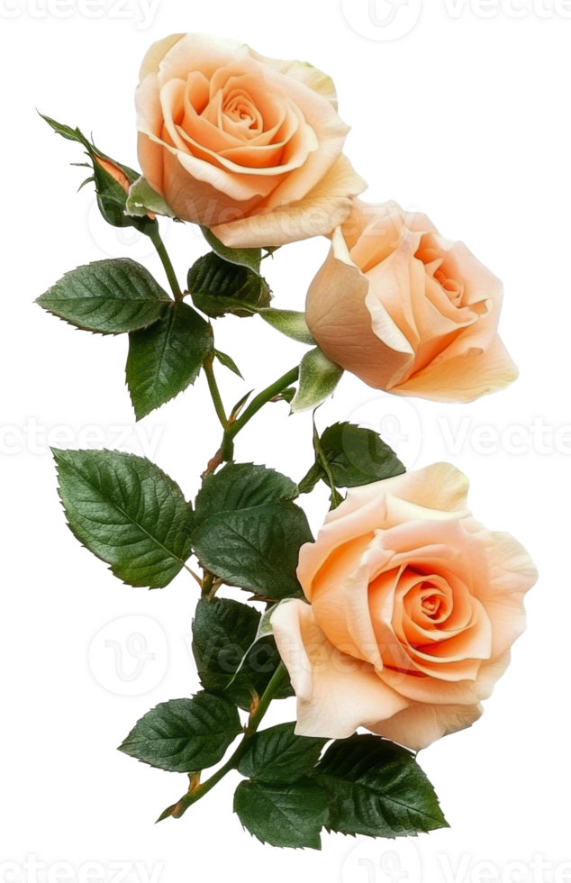 Beautiful peach roses with fresh green leaves, cut out - stock . png