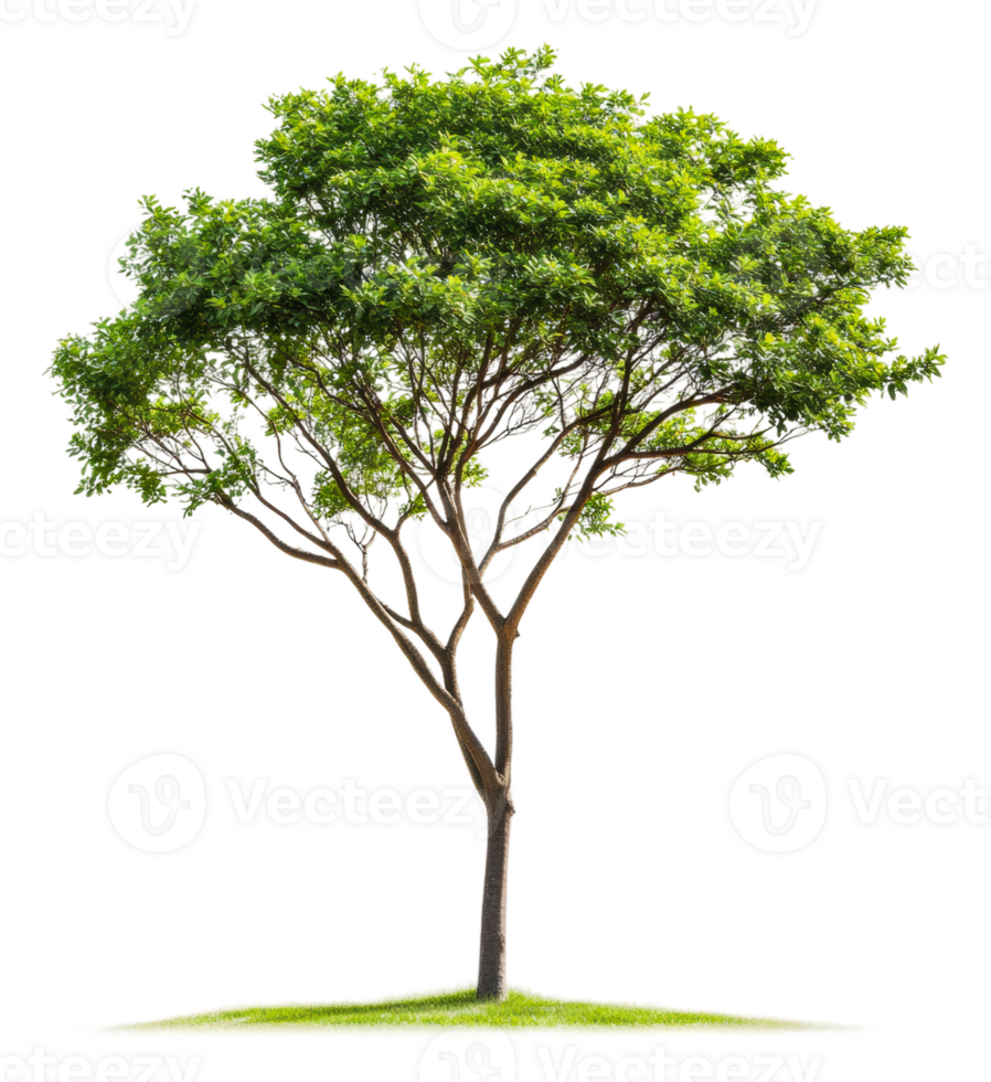 Lush green tree in a sunny outdoor setting, cut out - stock . png