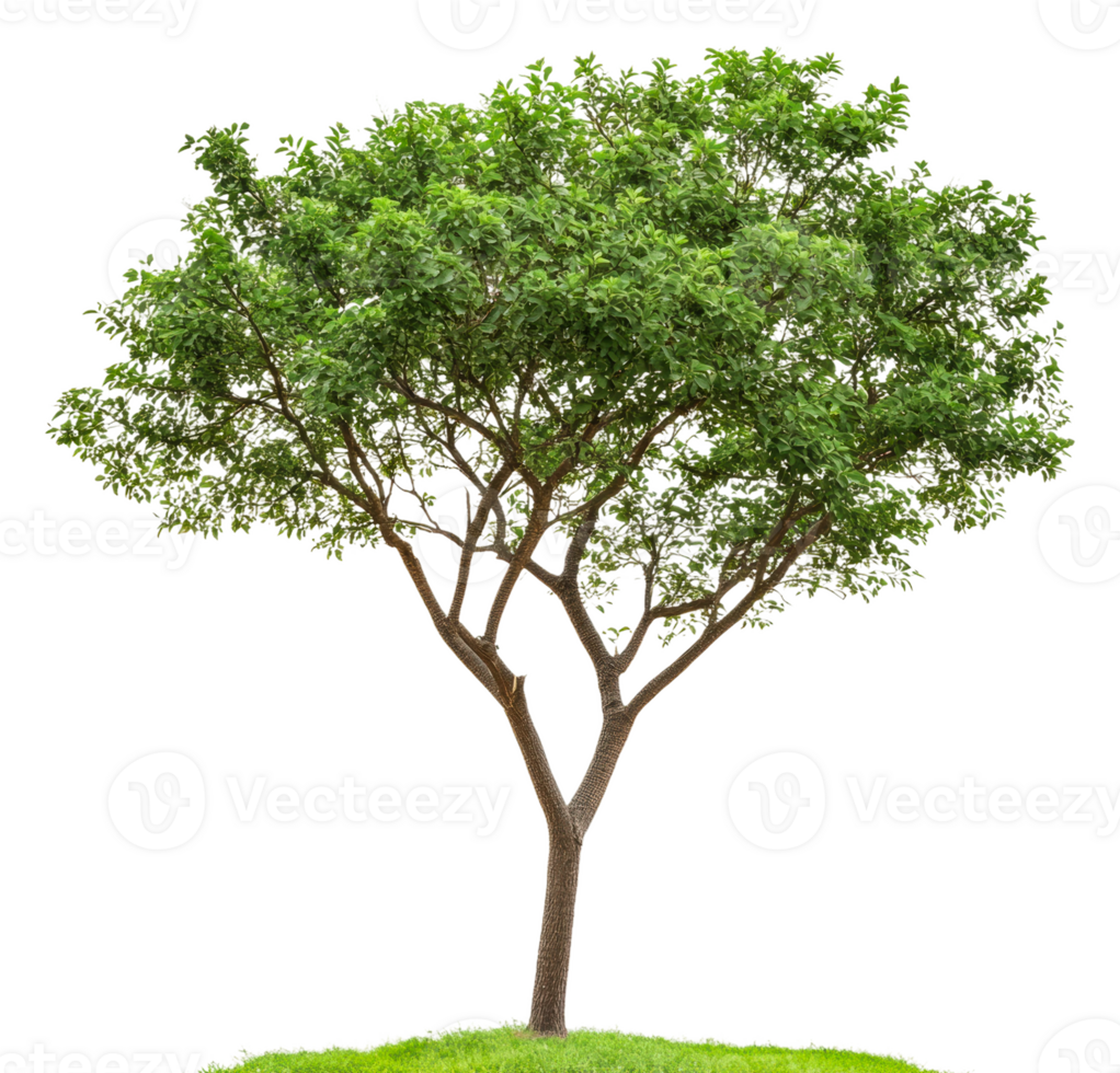 Tree on hill against white backdrop, cut out - stock . png