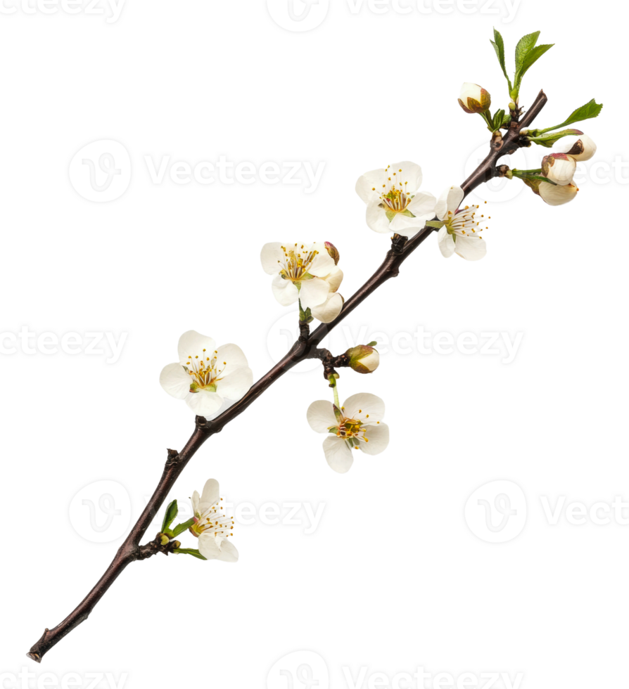 Blossoming white flowers on a branch in springtime, cut out - stock . png