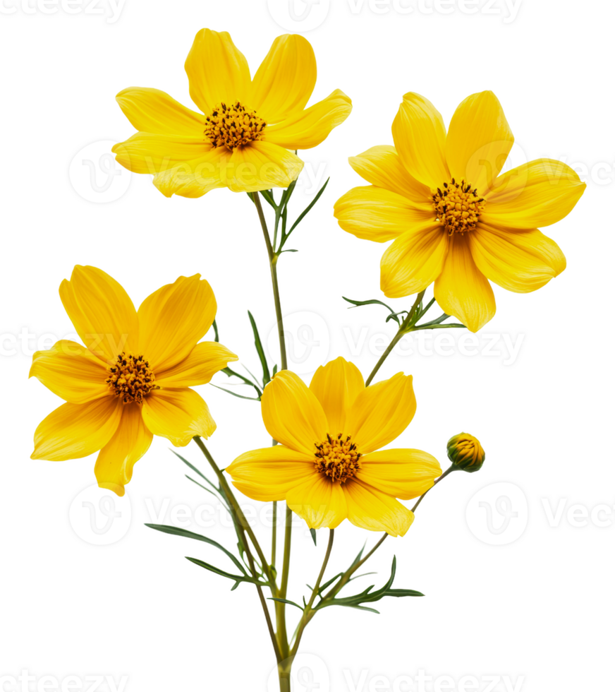 Bright yellow flowers blooming in a garden setting, cut out - stock . png