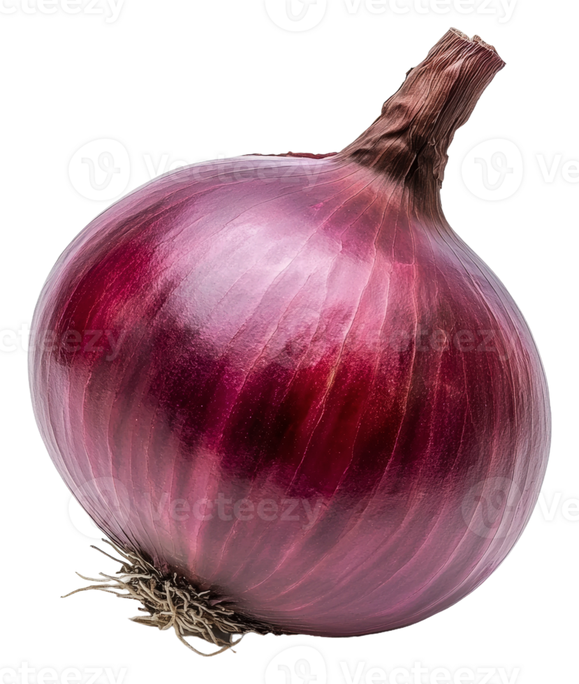 Fresh red onion isolated on white background, cut out - stock . png