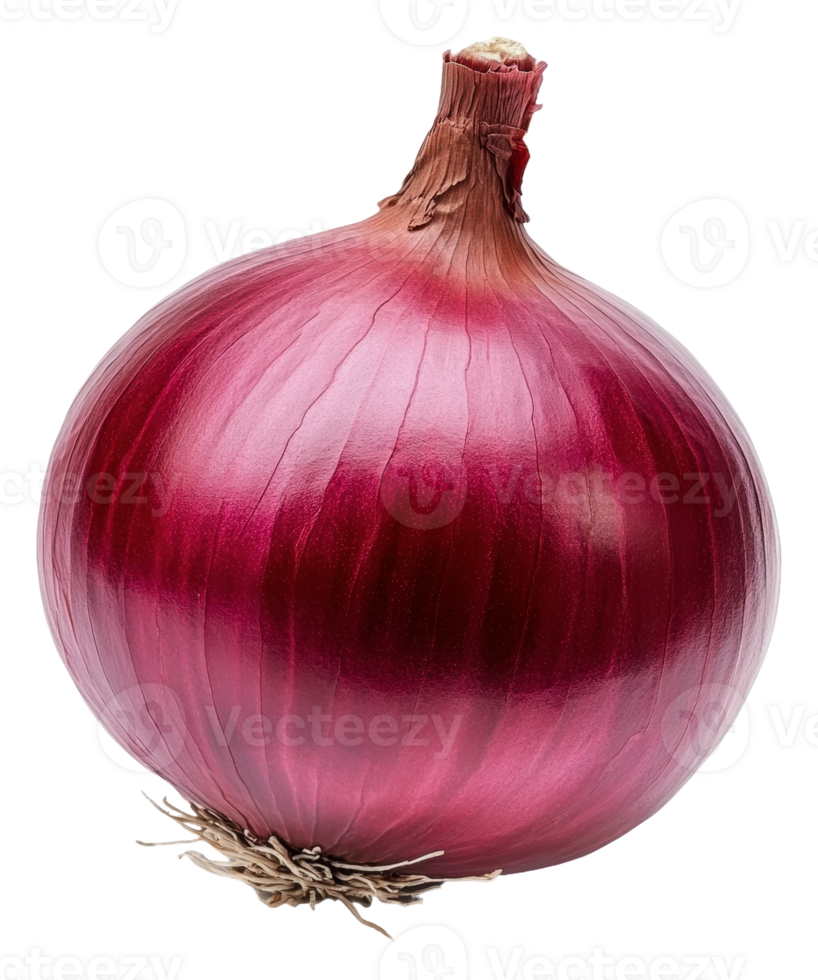 Fresh red onion isolated on a white background, cut out - stock . png