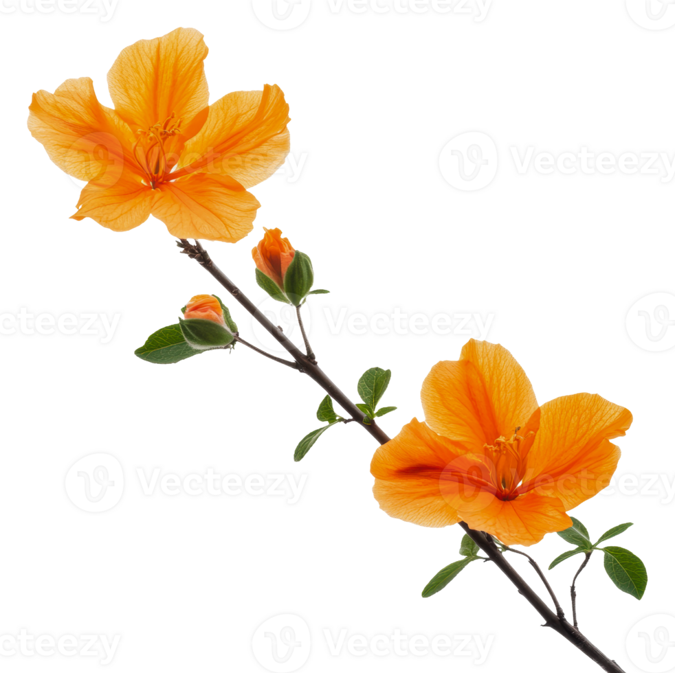 Vibrant orange hibiscus blossoms on a branch, cut out - stock . png