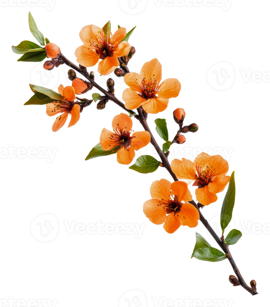 Apricot branch with bright orange blooms, cut out - stock . png