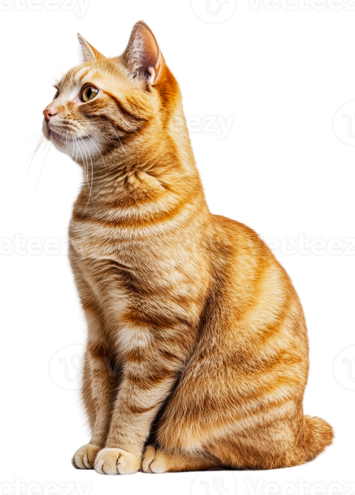 Calm orange tabby on white background, cut out - stock . png