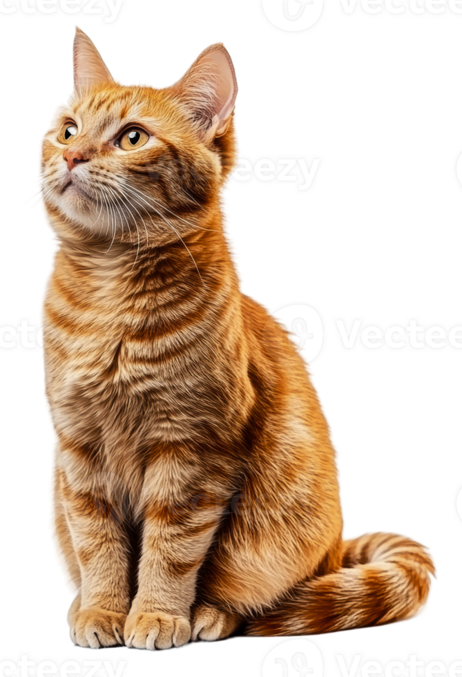 Orange tabby cat on white background, cut out - stock . png