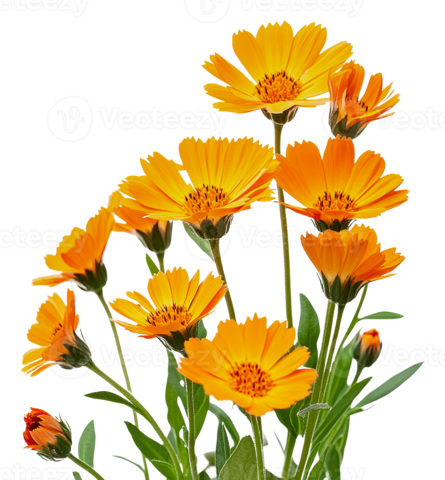 Vibrant orange spring flowers blooming, cut out - stock . png