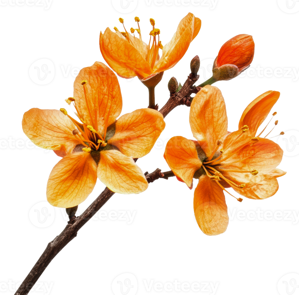 Orange blossoms on a branch during spring bloom, cut out - stock . png