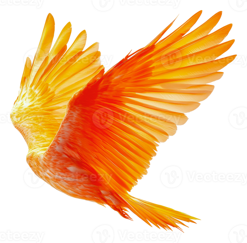 Orange bird flying on white backdrop, cut out - stock . png
