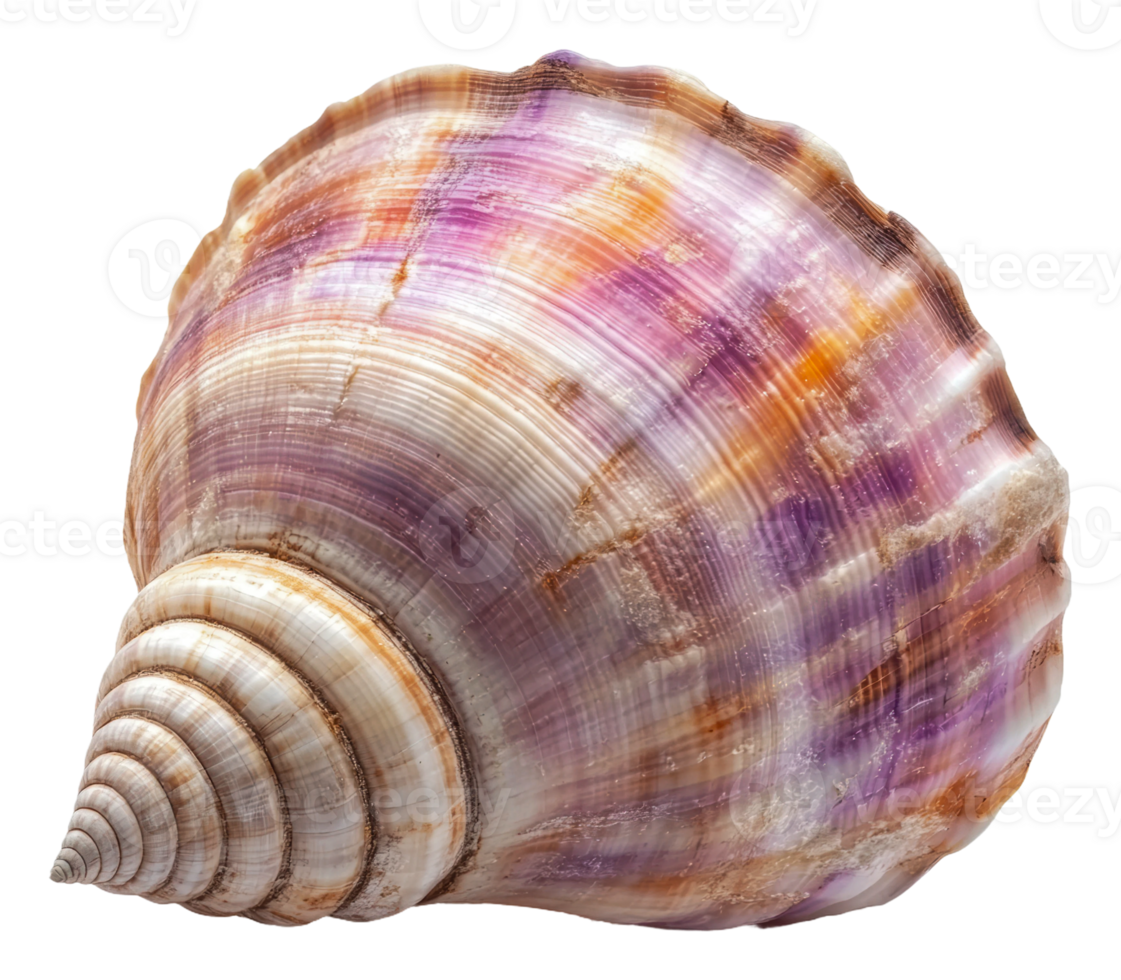 Bright seashell on sunny beach, cut out - stock . png