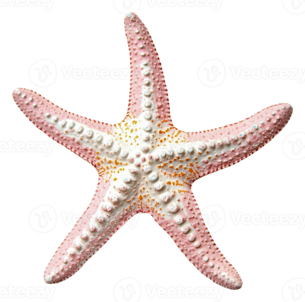 Colorful starfish resting on a sandy beach, cut out - stock . png