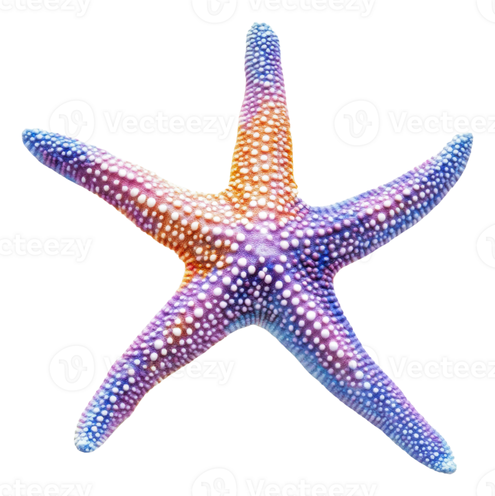 Colorful starfish on display with vibrant patterns, cut out - stock . png