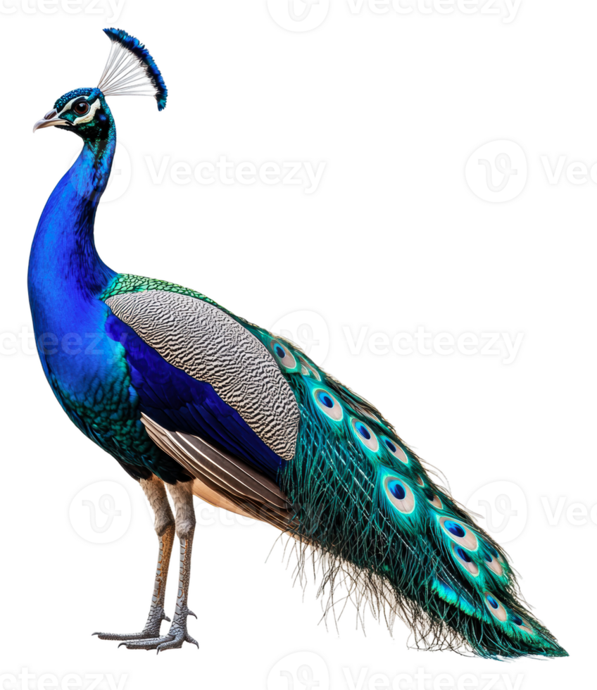 Peacock displaying full, vibrant feathers, cut out - stock . png